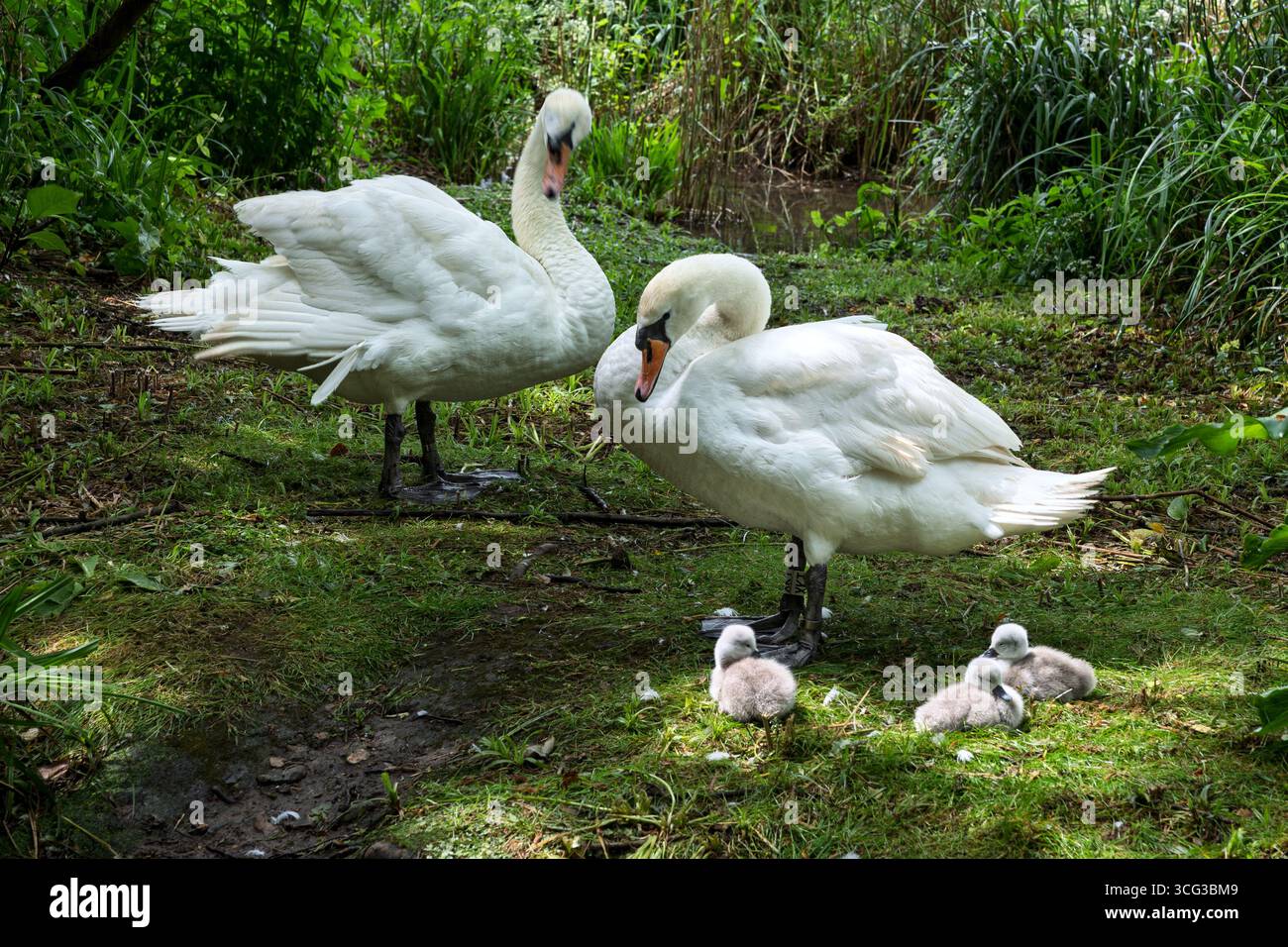 Cigno muto, Swannery, Abbotsbury, Dorset, Regno Unito Foto Stock