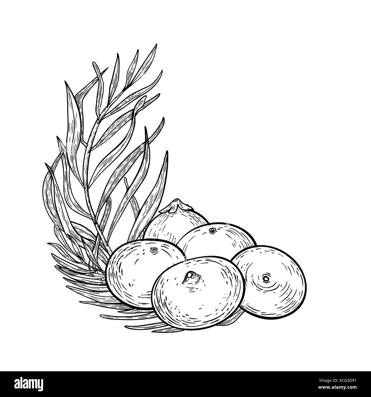 Bacche di acai e fronde di palma in inchiostro monocromatico, isolate su bianco. Disegno in bianco e nero di frutta tropicale per il marchio Juice, prodotto vegano Illustrazione Vettoriale