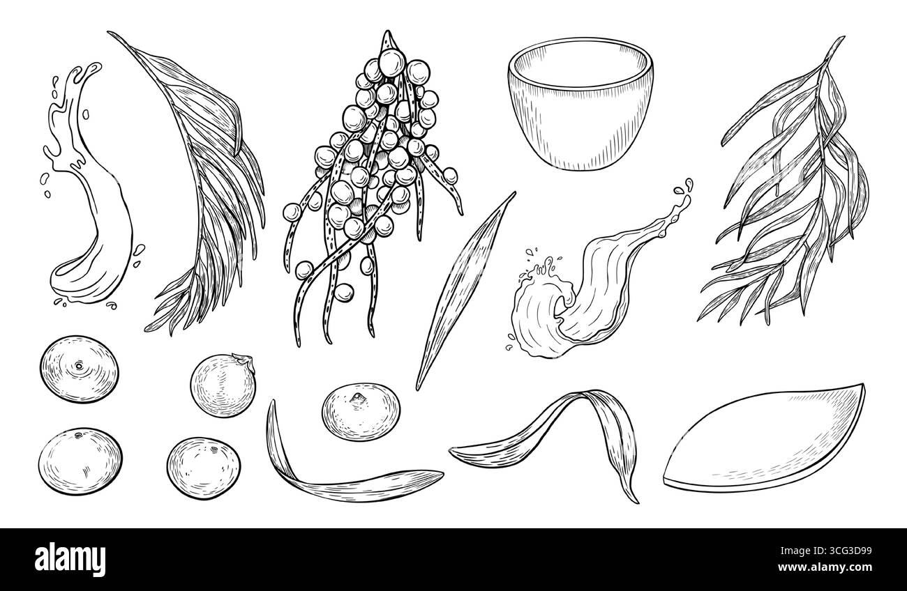 Bacche d'acai, succo spruzzato, clipart vettoriale bianco e nero. Frutti di bosco freschi e utensili da cucina delineano l'illustrazione isolata. Elementi botanici superfood Illustrazione Vettoriale