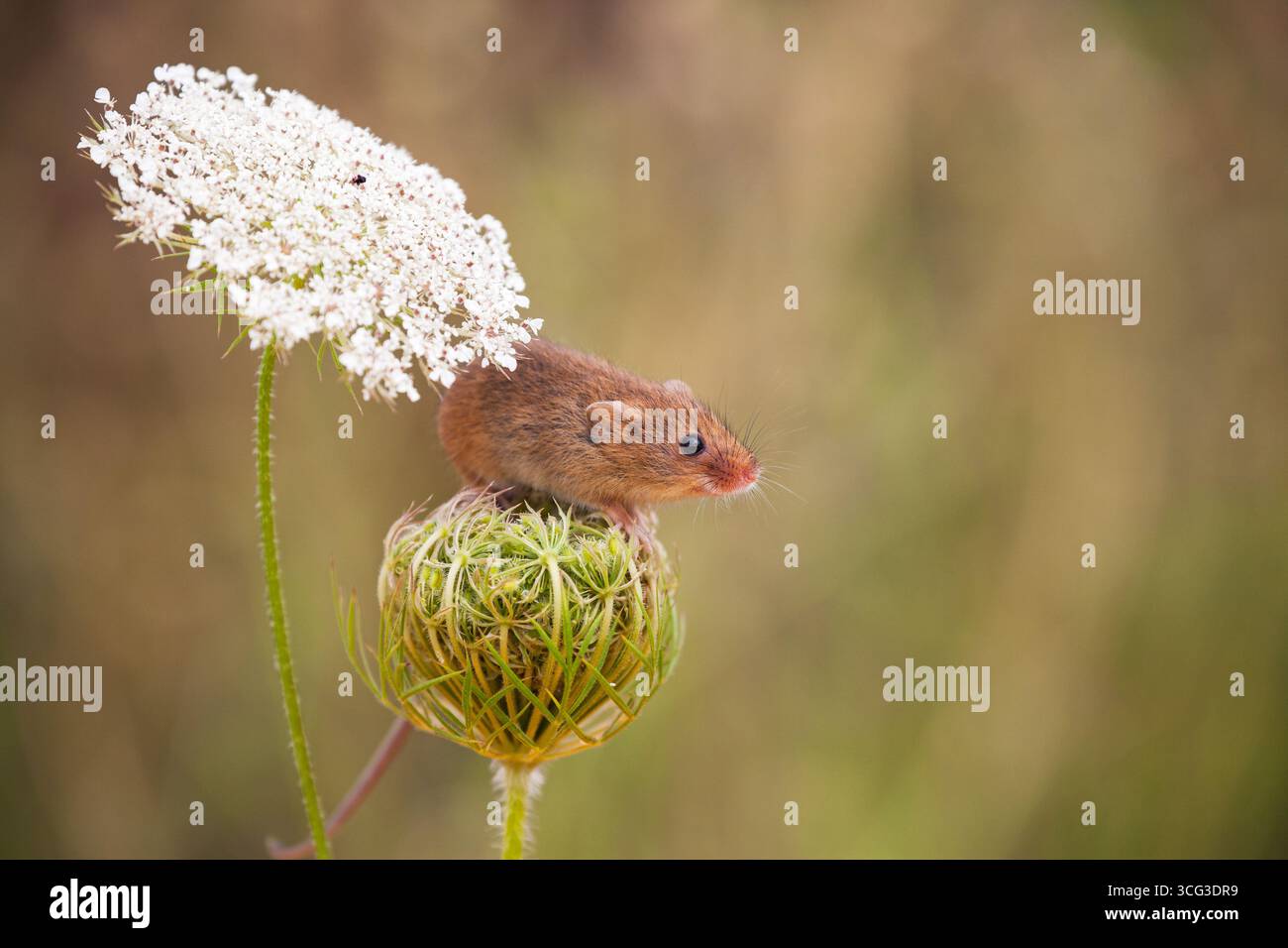 Raccolta di topi Micromys minutus sulla carota selvatica Daucus carota Hampshire Inghilterra Regno Unito (in cattività) Foto Stock