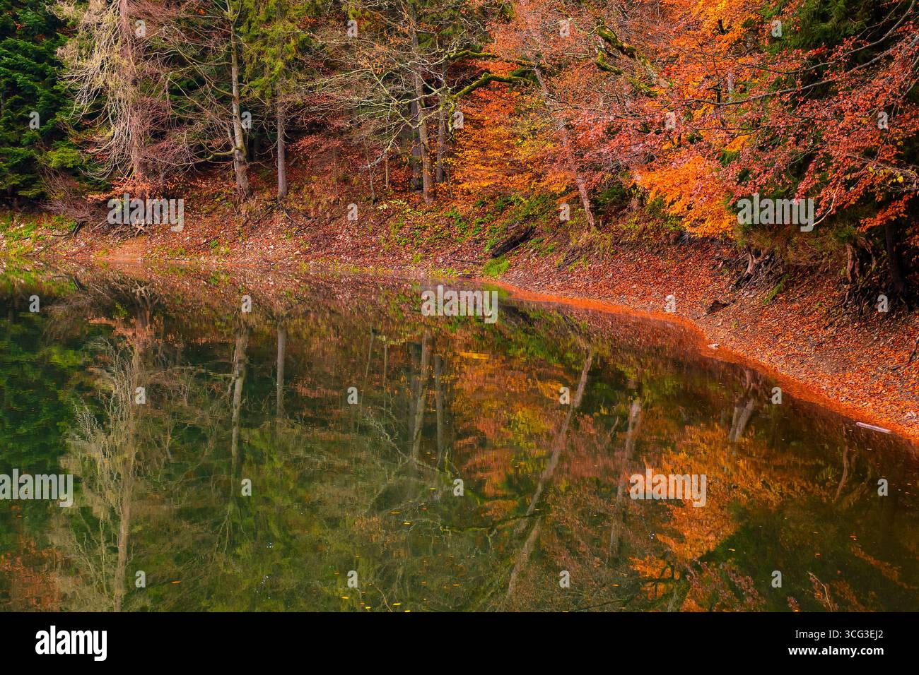 lago di montagna tra le foreste in autunno. paesaggio naturale al mattino. misterioso sfondo naturale con alberi in foglie di arancio tra boschi di conifere o Foto Stock