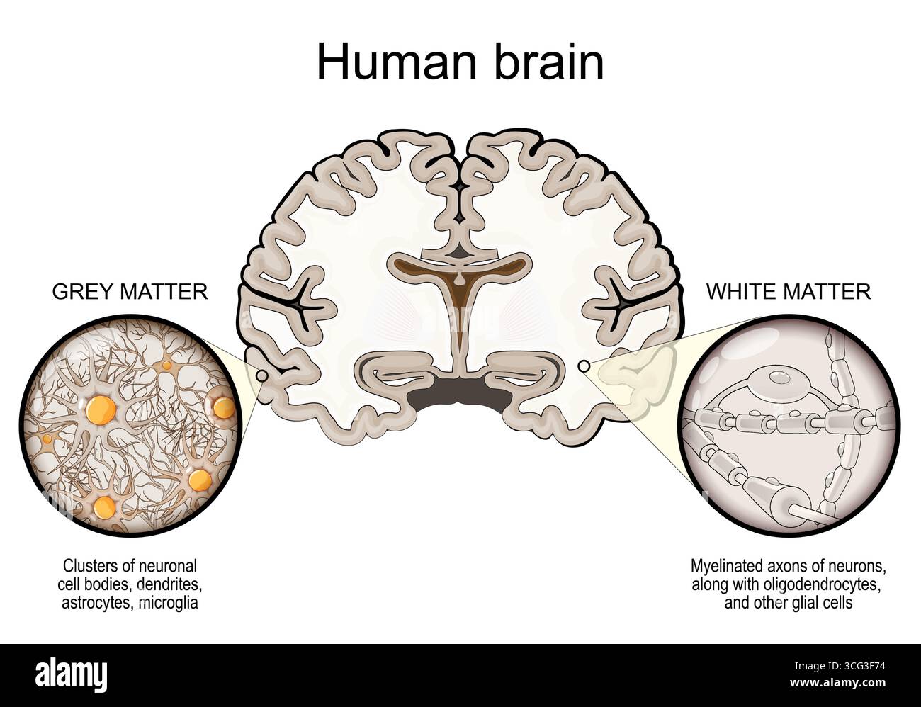 Anatomia del cervello umano. Sezione trasversale del cervello con materia grigia e materia bianca. Primo piano di assoni mielinati di neuroni, oligodendrociti, cellule gliali, Illustrazione Vettoriale