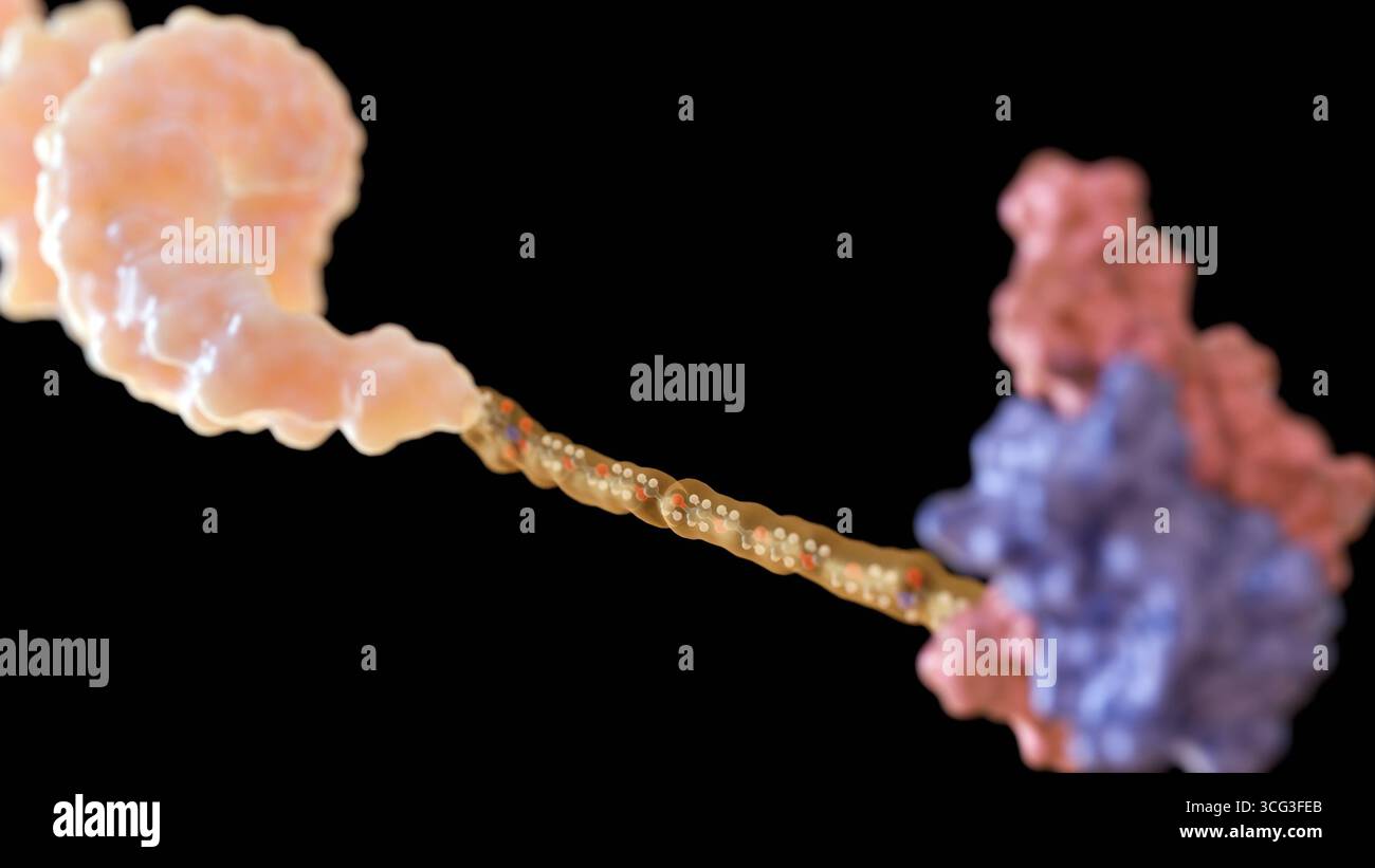 Rappresentazione 3d del coniugato peptide-oligonucleotide o POC. La molecola è composta da elica a doppio filamento del DNA, linker e catena peptidica. Foto Stock