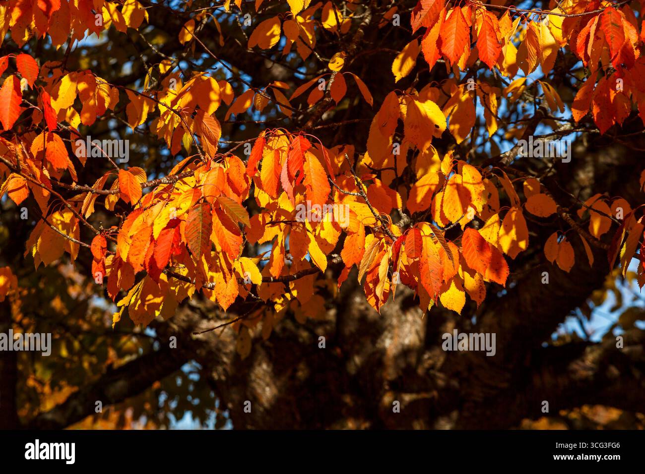 Foglie di autunno su una struttura ad albero Foto Stock