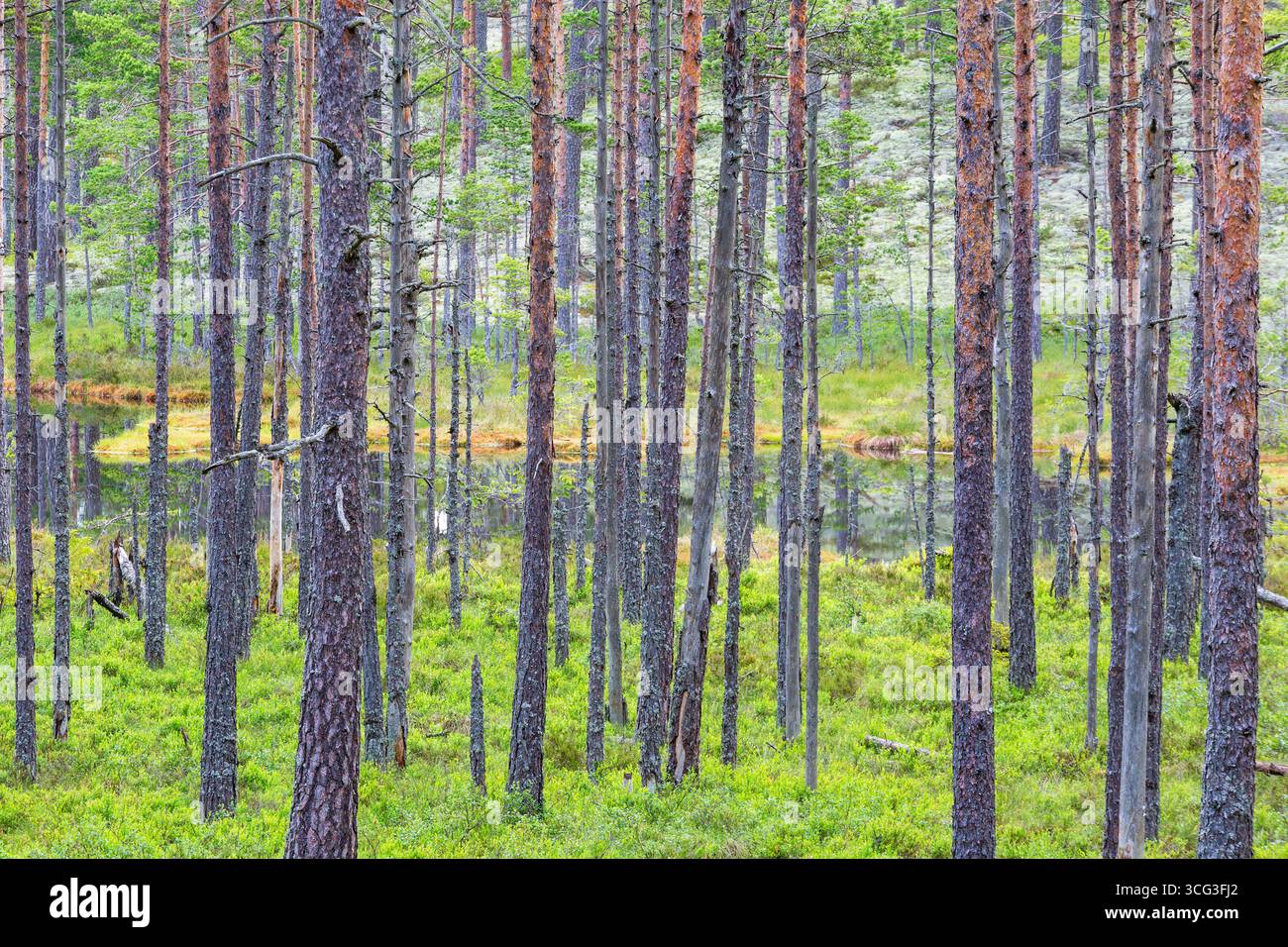 Tronchi di pino nel bosco vicino al lago Foto Stock