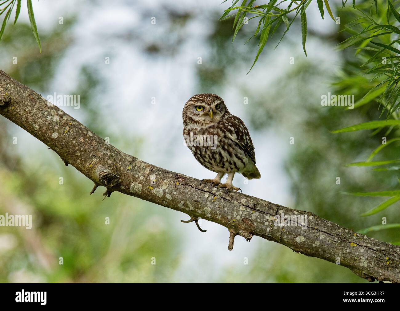 Un meraviglioso gufo (Athene noctua) incorniciato da un fogliame in una splendida luce. Arroccato su un salice che mostra le sue piume macchiate . Kent . Regno Unito Foto Stock