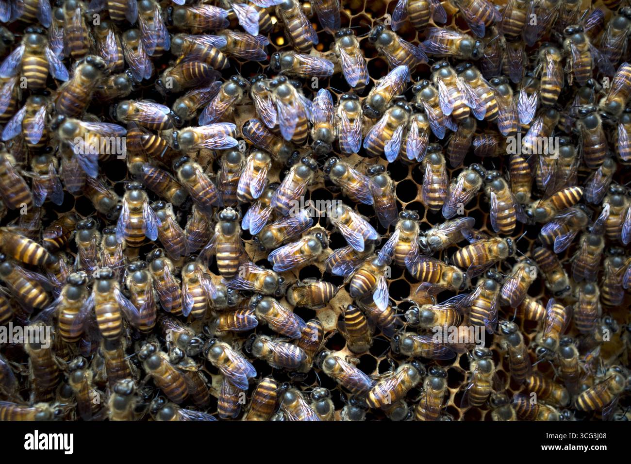 Primo piano di api mellifere (Apis mellifera) su un nido d'ape, alveari, dalla foresta pluviale naturale dell'isola di Giava, Indonesia. Sfondo naturale. Foto Stock