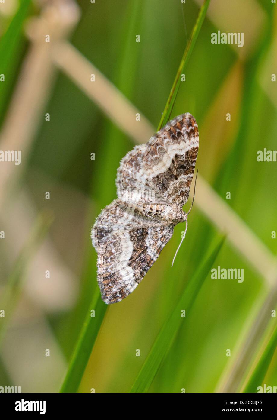 Un tappeto comune marrone e bianco (Epirrhoe alternata) si è insediato, ali allungate su un fusto d'erba. Suffolk .UK Foto Stock