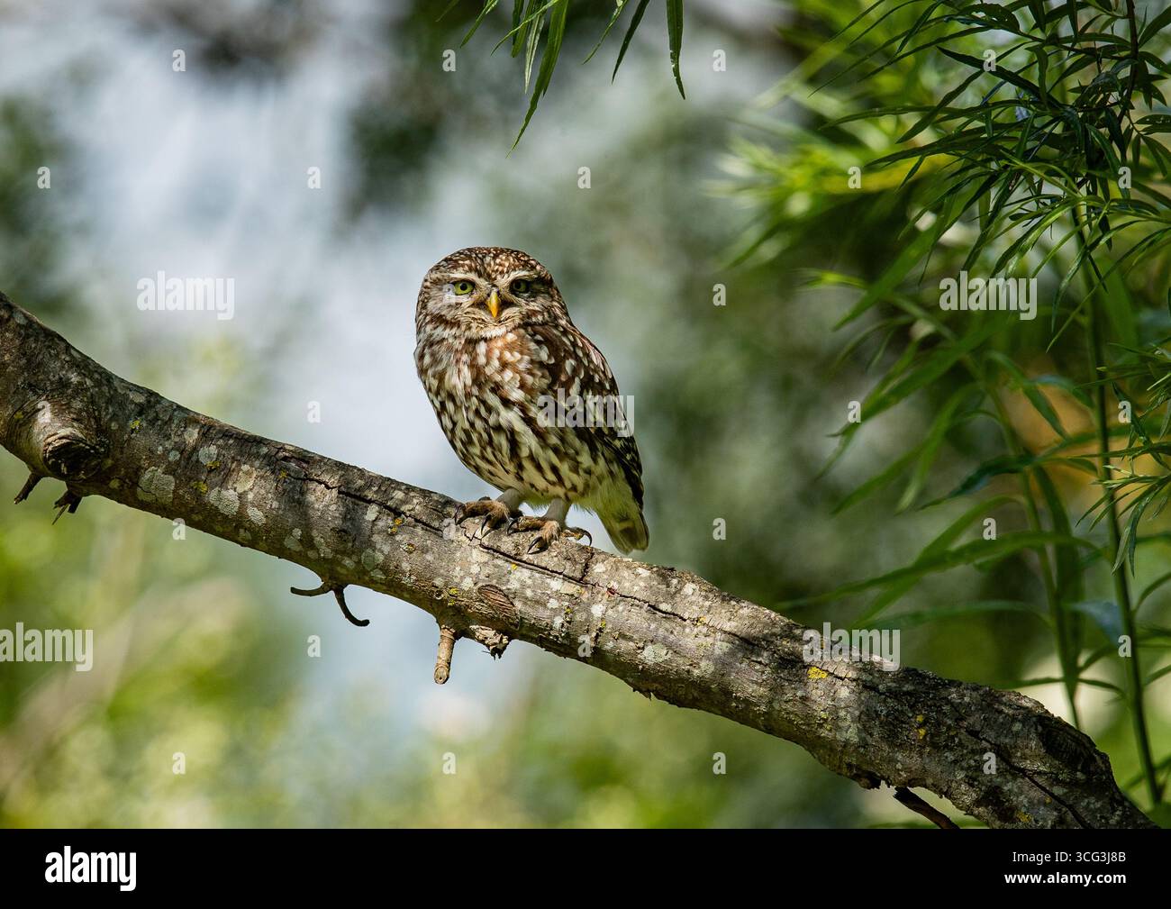 Un meraviglioso gufo (Athene noctua) incorniciato da un fogliame in una splendida luce. Arroccato su un salice che mostra le sue piume macchiate . Kent . Regno Unito Foto Stock