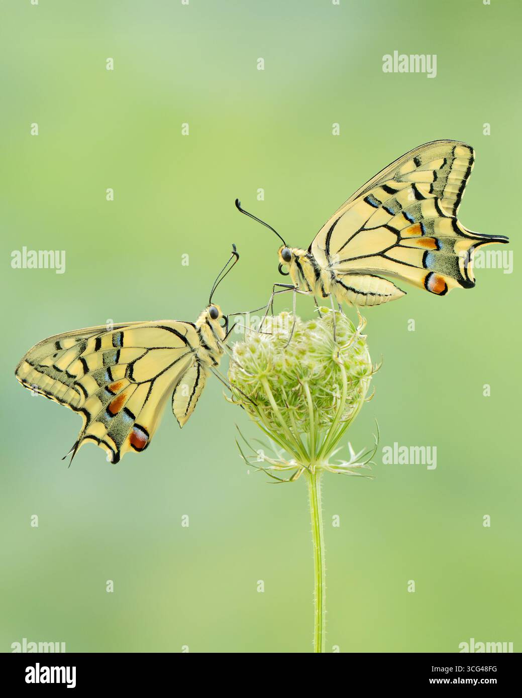 Due farfalle a coda di rondine (Papilio machaon) arroccate su un fiore di carota selvatica, macro natura ravvicinata. Foto Stock