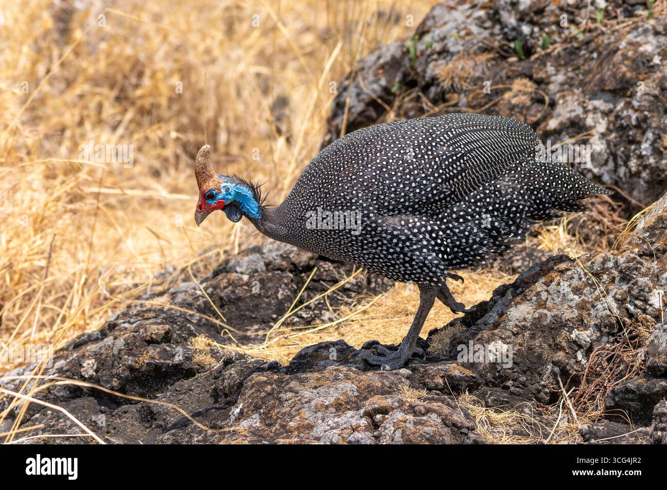 Helmeted faraone (Numida meleagris) passeggiate in erba. Il suo habitat originario è stato savannah, aprire le foreste e zone rocciose nell Africa sub-sahariana, ma Foto Stock