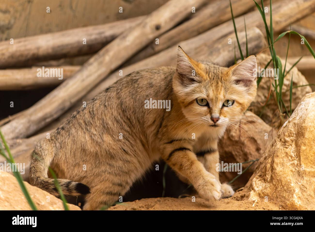 Gatto di sabbia (Felis margarita). Questo gatto abita le zone desertiche dell'Africa settentrionale e alcune regioni del Medio Oriente e dell'Asia centrale. Ha una grande e Foto Stock