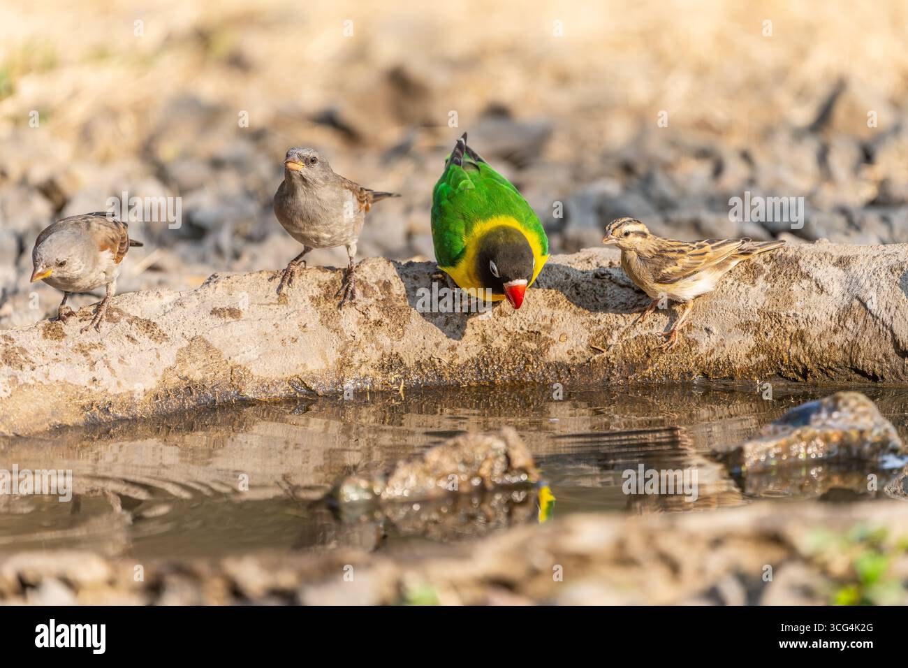 L'uccello d'amore con colletto giallo (Agapornis personatus), chiamato anche uccello d'amore mascherato, uccello d'amore mascherato nero o anello d'occhio, è una specie monotipica di bi Foto Stock