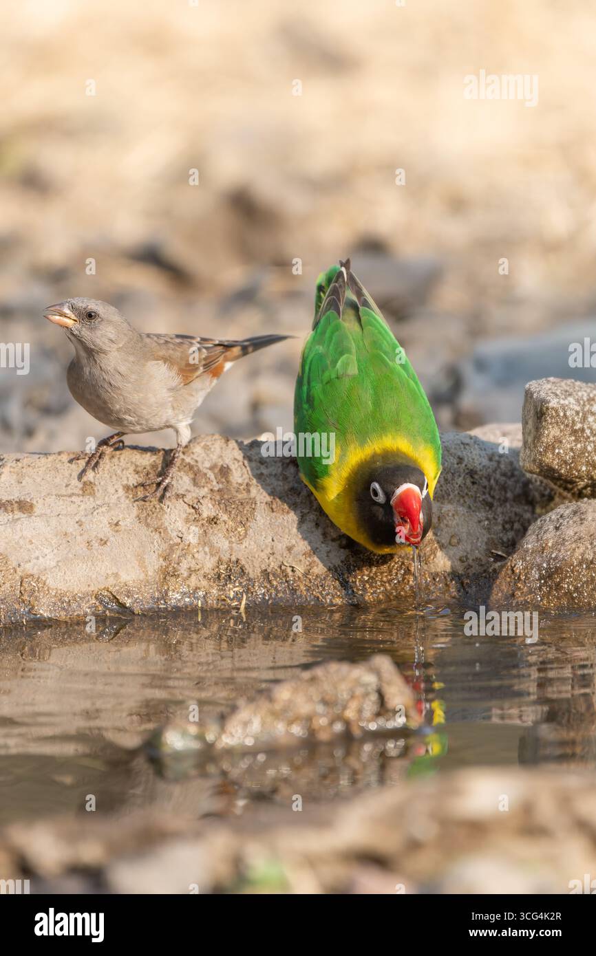 L'uccello d'amore con colletto giallo (Agapornis personatus), chiamato anche uccello d'amore mascherato, uccello d'amore mascherato nero o anello d'occhio, è una specie monotipica di bi Foto Stock