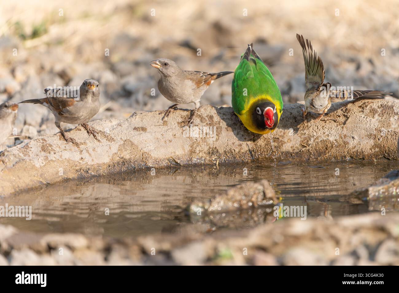 L'uccello d'amore con colletto giallo (Agapornis personatus), chiamato anche uccello d'amore mascherato, uccello d'amore mascherato nero o anello d'occhio, è una specie monotipica di bi Foto Stock