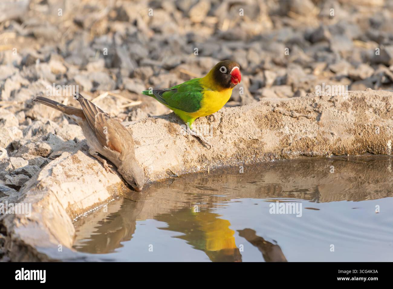 L'uccello d'amore con colletto giallo (Agapornis personatus), chiamato anche uccello d'amore mascherato, uccello d'amore mascherato nero o anello d'occhio, è una specie monotipica di bi Foto Stock