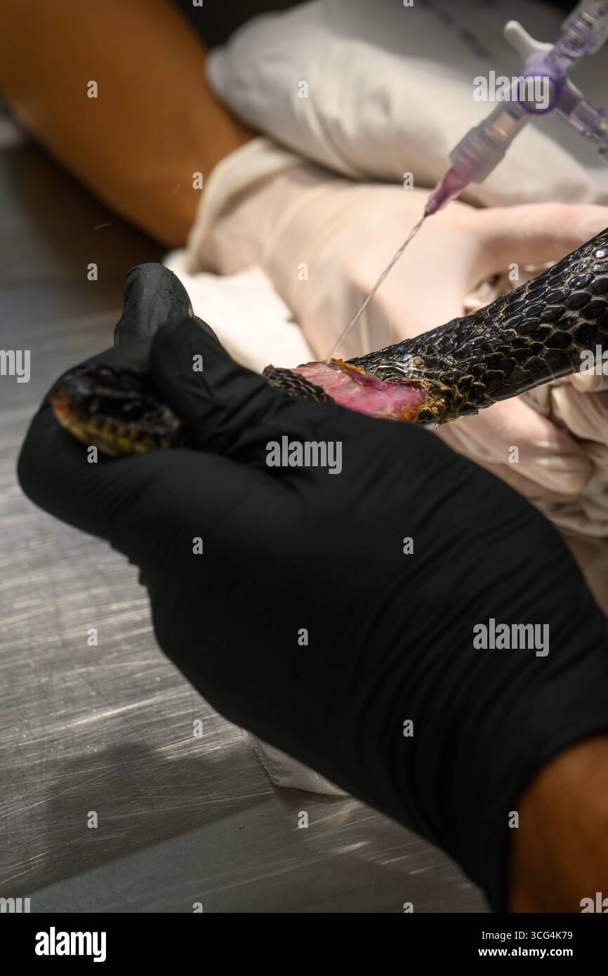 Medico veterinario e infermiere stanno pulendo le ferite di un Dolichophis jugularis ricoverato in ospedale, noto anche comunemente come il serpente nero e il grande Foto Stock