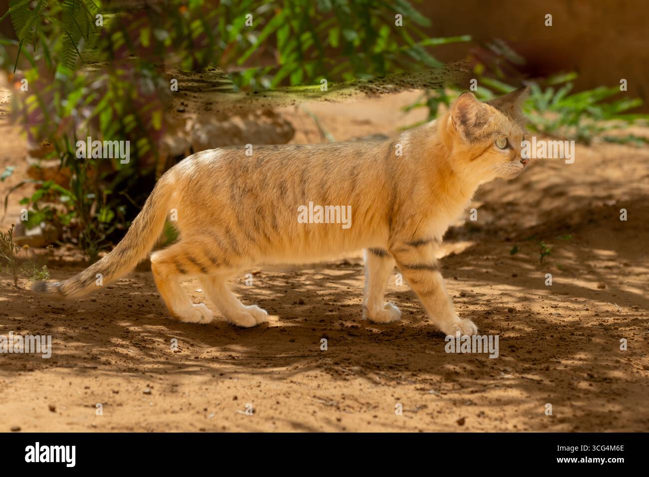 Gatto di sabbia (Felis margarita). Questo gatto abita le zone desertiche dell'Africa settentrionale e alcune regioni del Medio Oriente e dell'Asia centrale. Ha una grande e Foto Stock
