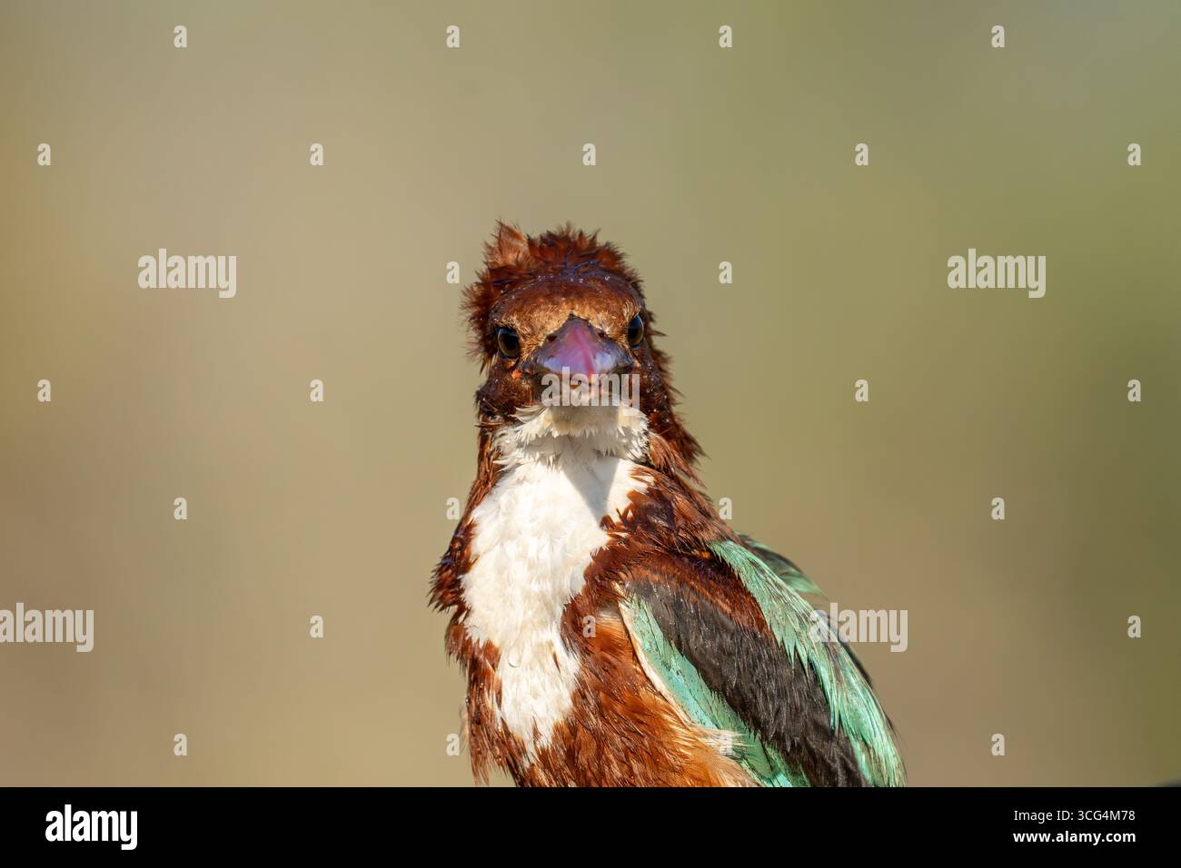 Il kingfisher dalla gola bianca (Halcyon smyrnensis) noto anche come kingfisher dal petto bianco è un albero kingfisher, ampiamente distribuito in Asia da t Foto Stock