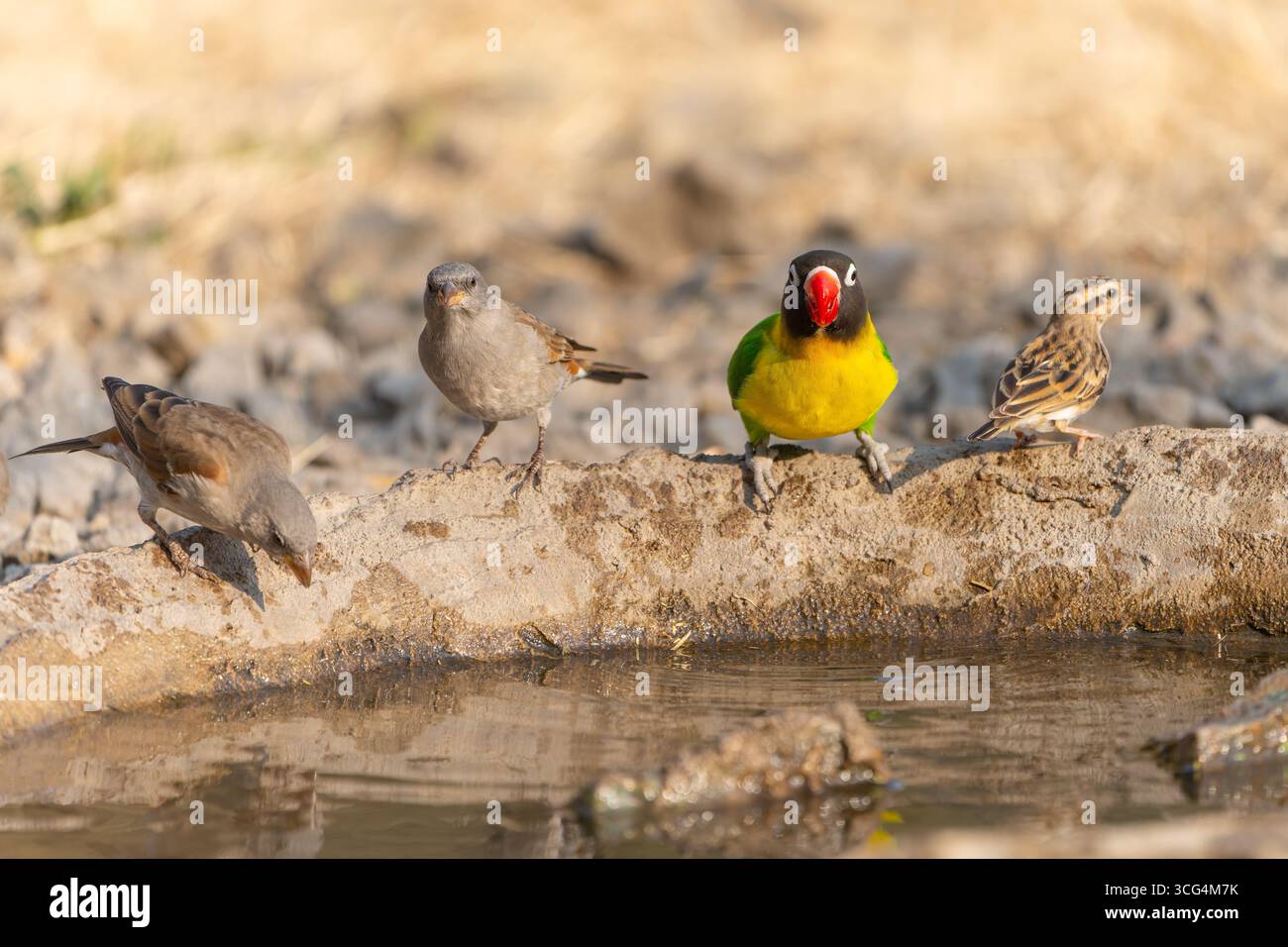 L'uccello d'amore con colletto giallo (Agapornis personatus), chiamato anche uccello d'amore mascherato, uccello d'amore mascherato nero o anello d'occhio, è una specie monotipica di bi Foto Stock