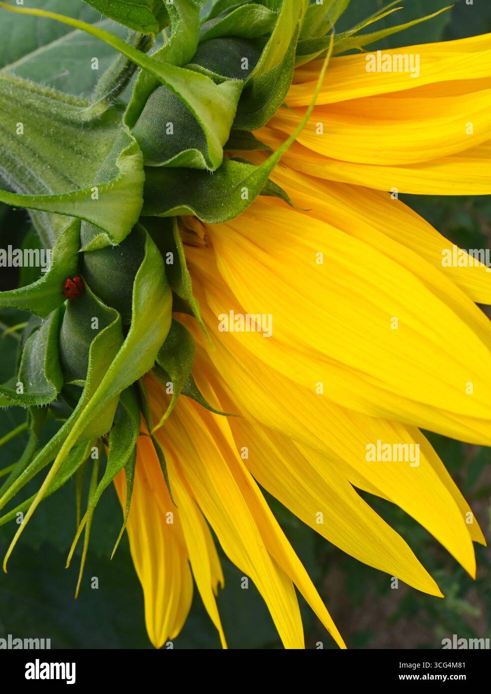 girasole e ladybird Foto Stock