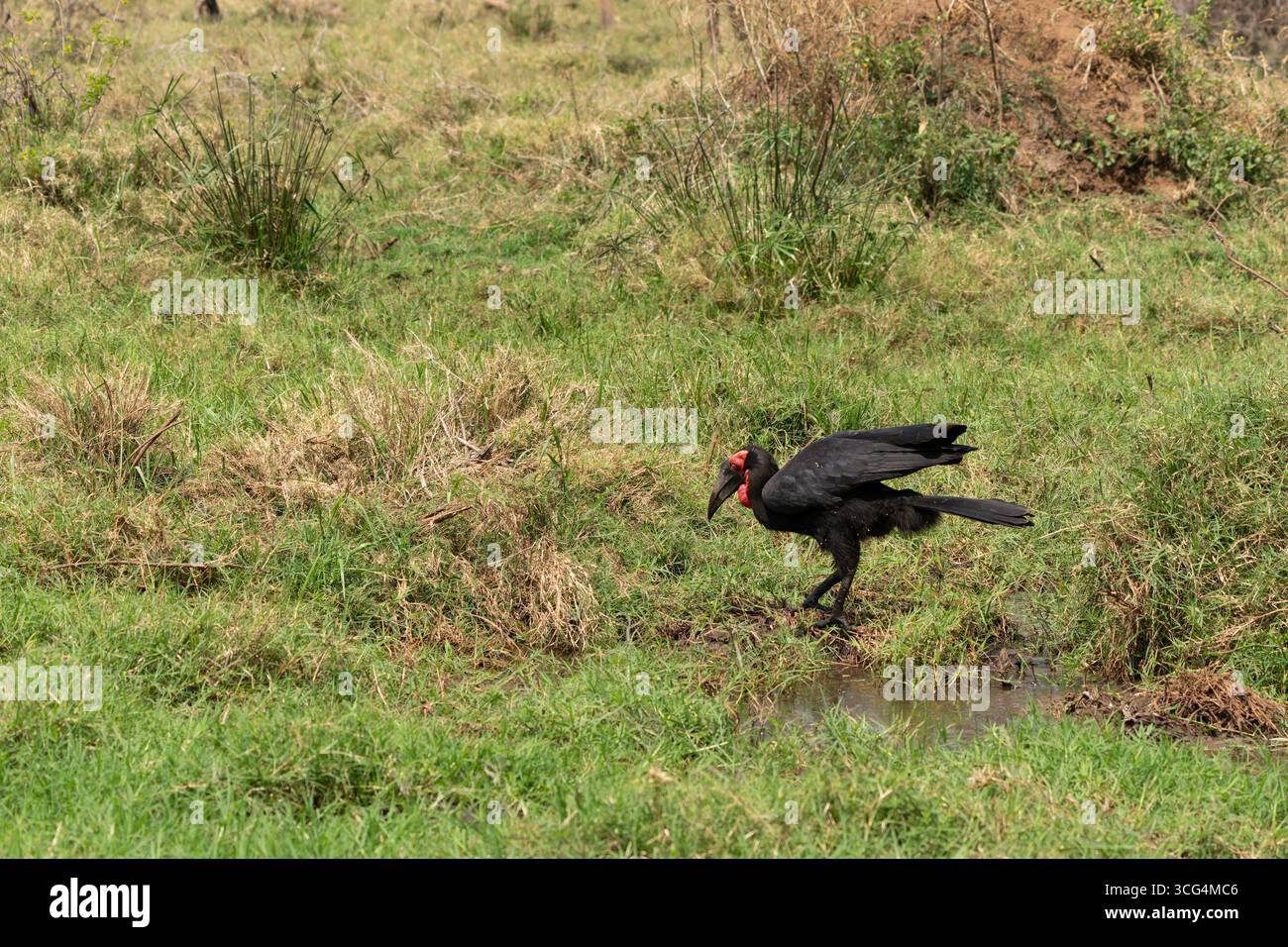 Bufalo terrestre meridionale (Bucorvus leadbeateri) che mostra il lungo becco curvo e la casca (corno in cima al becco) di un carpino. Questo falco è del tutto Foto Stock