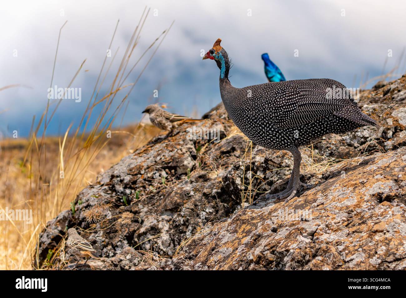 Helmeted faraone (Numida meleagris) passeggiate in erba. Il suo habitat originario è stato savannah, aprire le foreste e zone rocciose nell Africa sub-sahariana, ma Foto Stock