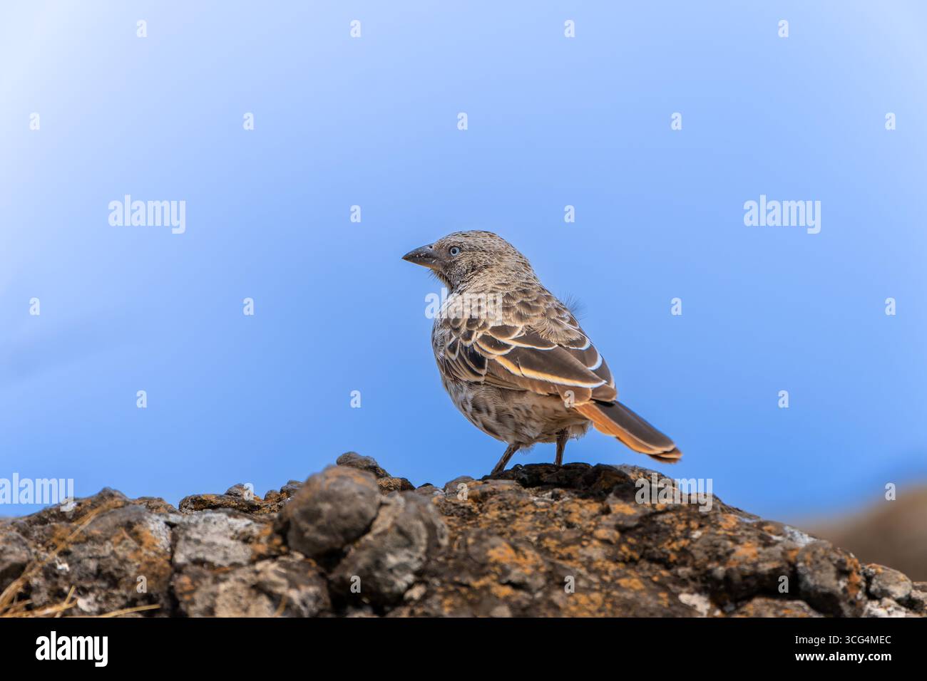 Il tessitore dalla coda ruvida (Histurgops ruficauda) arroccato sul terreno, questo uccello è una specie di uccello di songbird trovata in Tanzania. Foto Stock