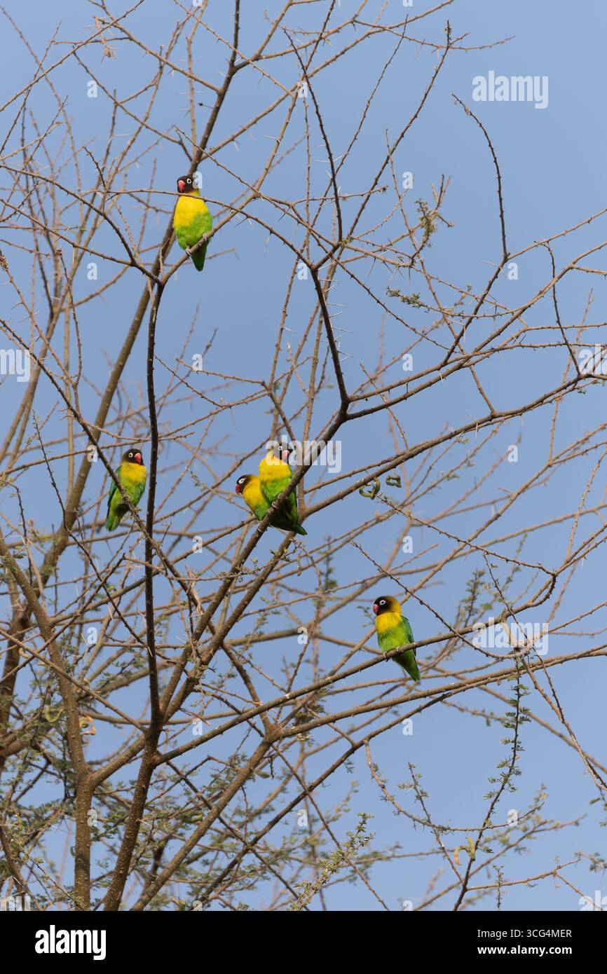 L'uccello d'amore con colletto giallo (Agapornis personatus), chiamato anche uccello d'amore mascherato, uccello d'amore mascherato nero o anello d'occhio, è una specie monotipica di bi Foto Stock