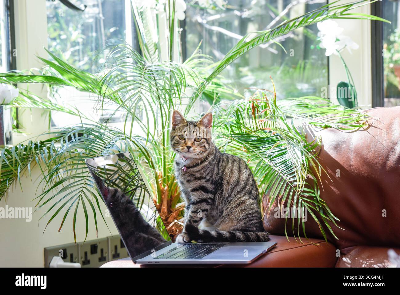 Gatto con un computer portatile in un ambiente di lavoro domestico in un ambiente moderno il gattino guarda lo schermo Foto Stock