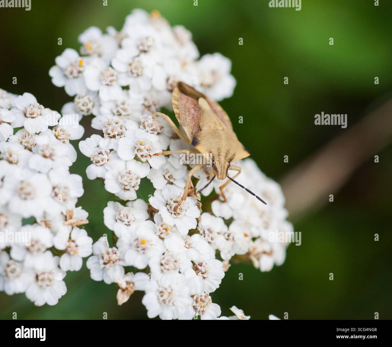 Carpocoris Fuscispinus allevò bŠrfis insetto dello scudo Foto Stock