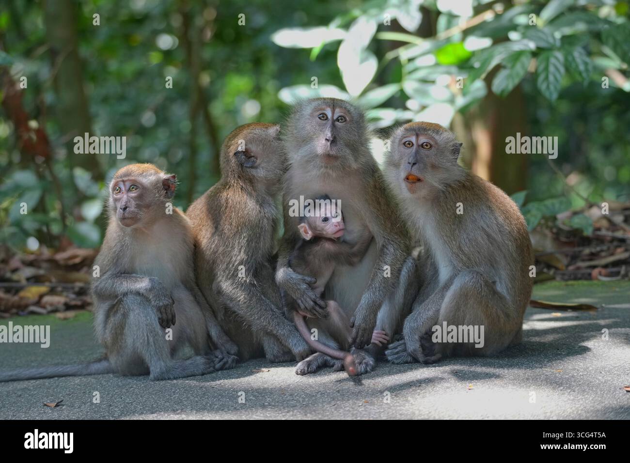 Macachi a coda lunga Foto Stock
