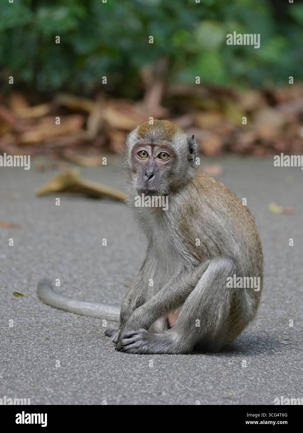 Macachi a coda lunga Foto Stock