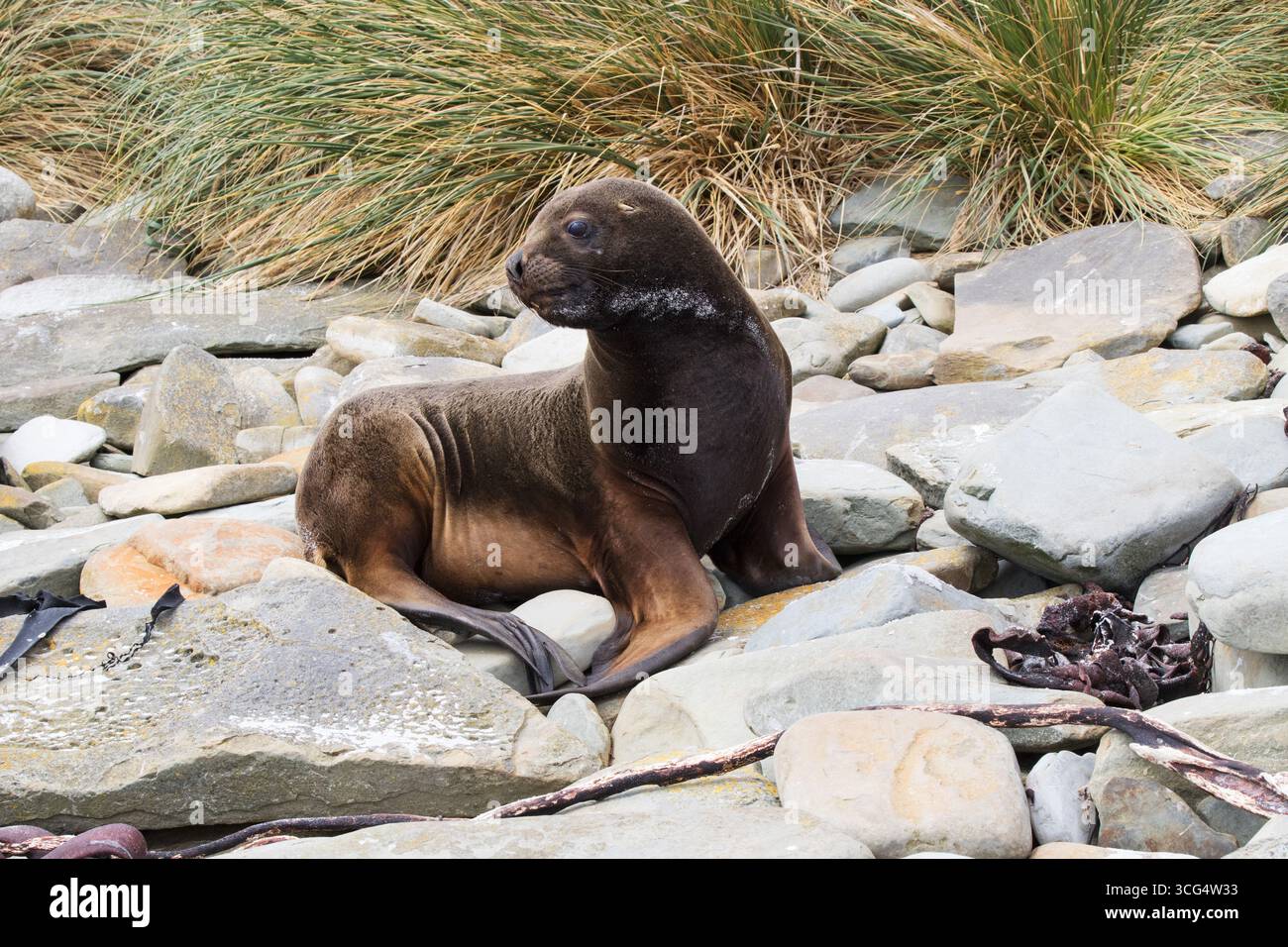 Il leone marino meridionale Otaria flavescescente su una spiaggia tra rocce con erba di Tussac Poa flabellata oltre Sealion Island Isole Falkland British Overseas Foto Stock