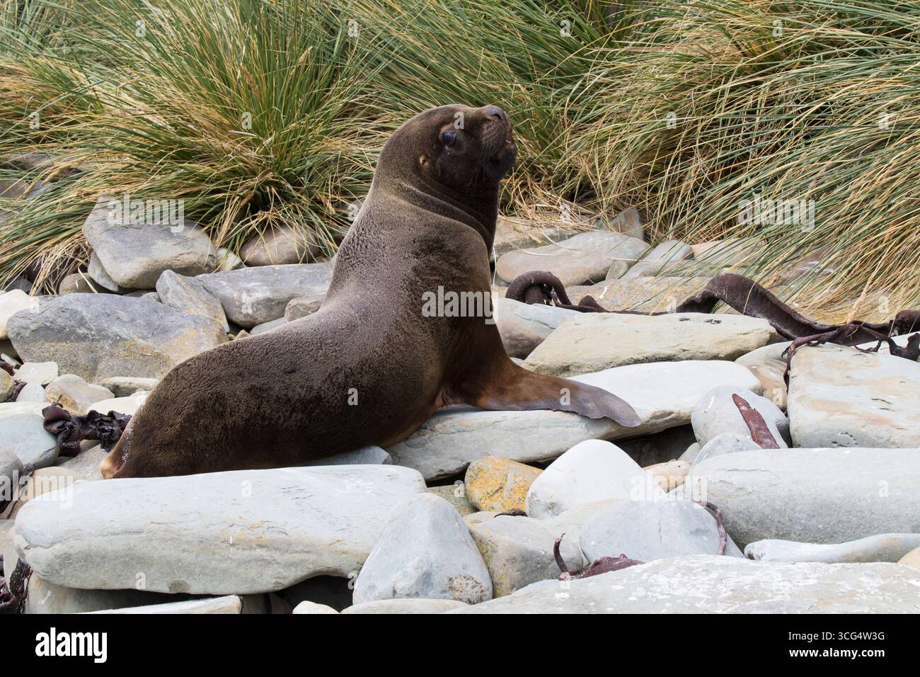 Il leone marino meridionale Otaria flavescescente su una spiaggia tra rocce con erba di Tussac Poa flabellata oltre Sealion Island Isole Falkland British Overseas Foto Stock