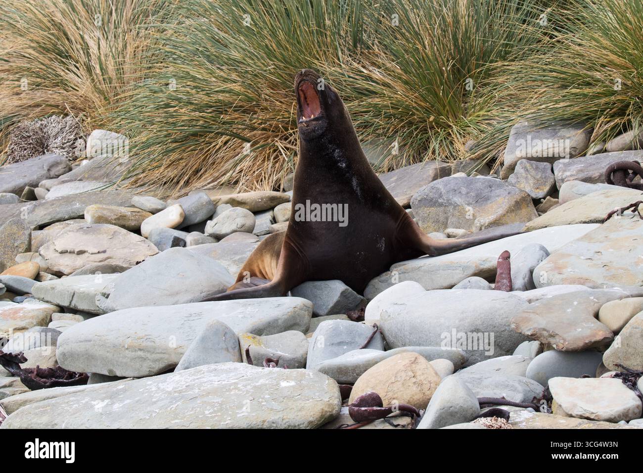 Il leone marino meridionale Otaria flavescescente su una spiaggia tra rocce con erba di Tussac Poa flabellata oltre Sealion Island Isole Falkland British Overseas Foto Stock