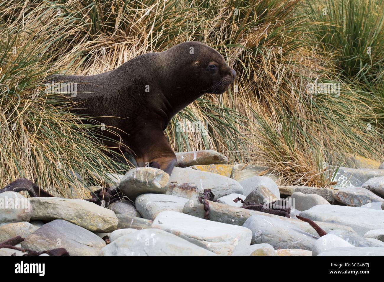 Il leone marino meridionale Otaria flavescescente su una spiaggia tra rocce con erba di Tussac Poa flabellata oltre Sealion Island Isole Falkland British Overseas Foto Stock