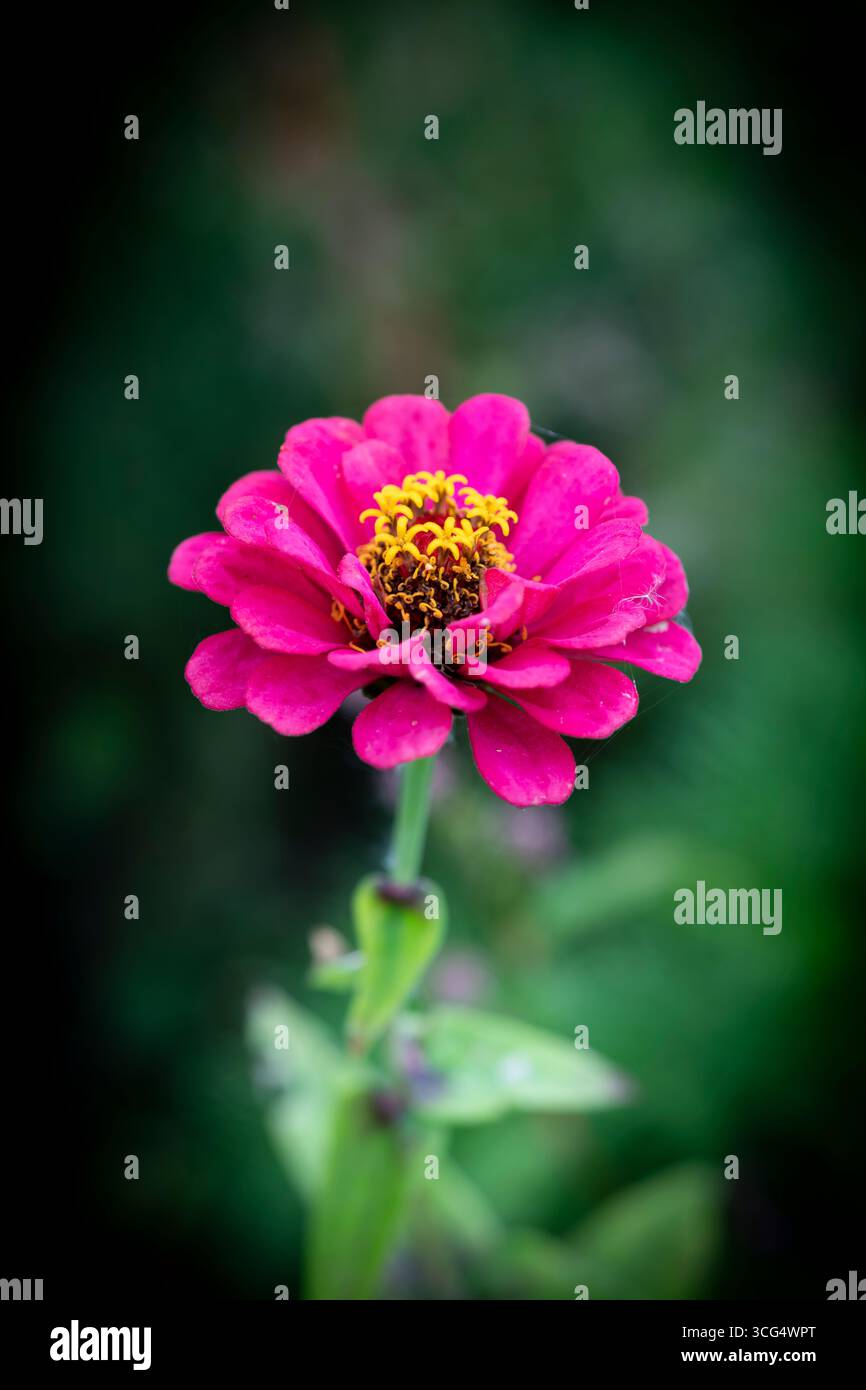 Fiore rosa intenso Zinnia elegans Foto Stock