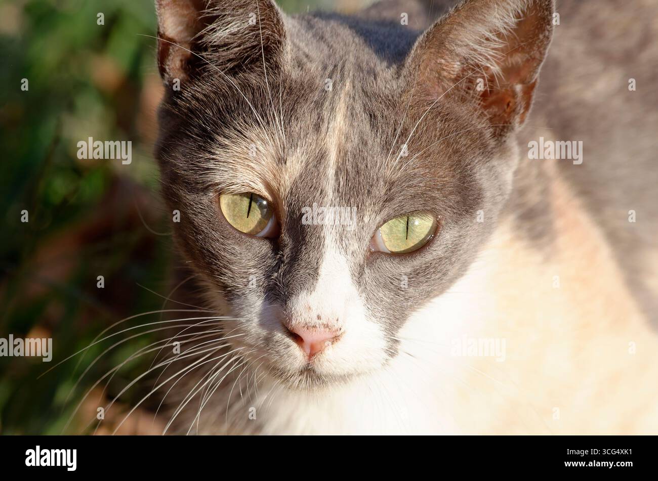 Un gatto dagli occhi verdi accattivanti. Foto Stock