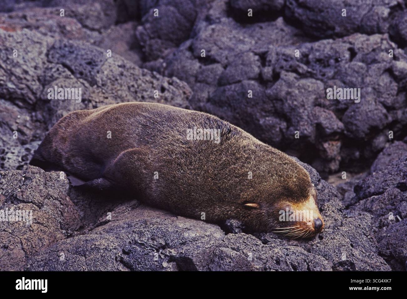 Galapagos fur sealion Arctocephalus galapagoensis adulto che riposa su vecchie rocce laviche, Isole Galapagos, Ecuador Foto Stock