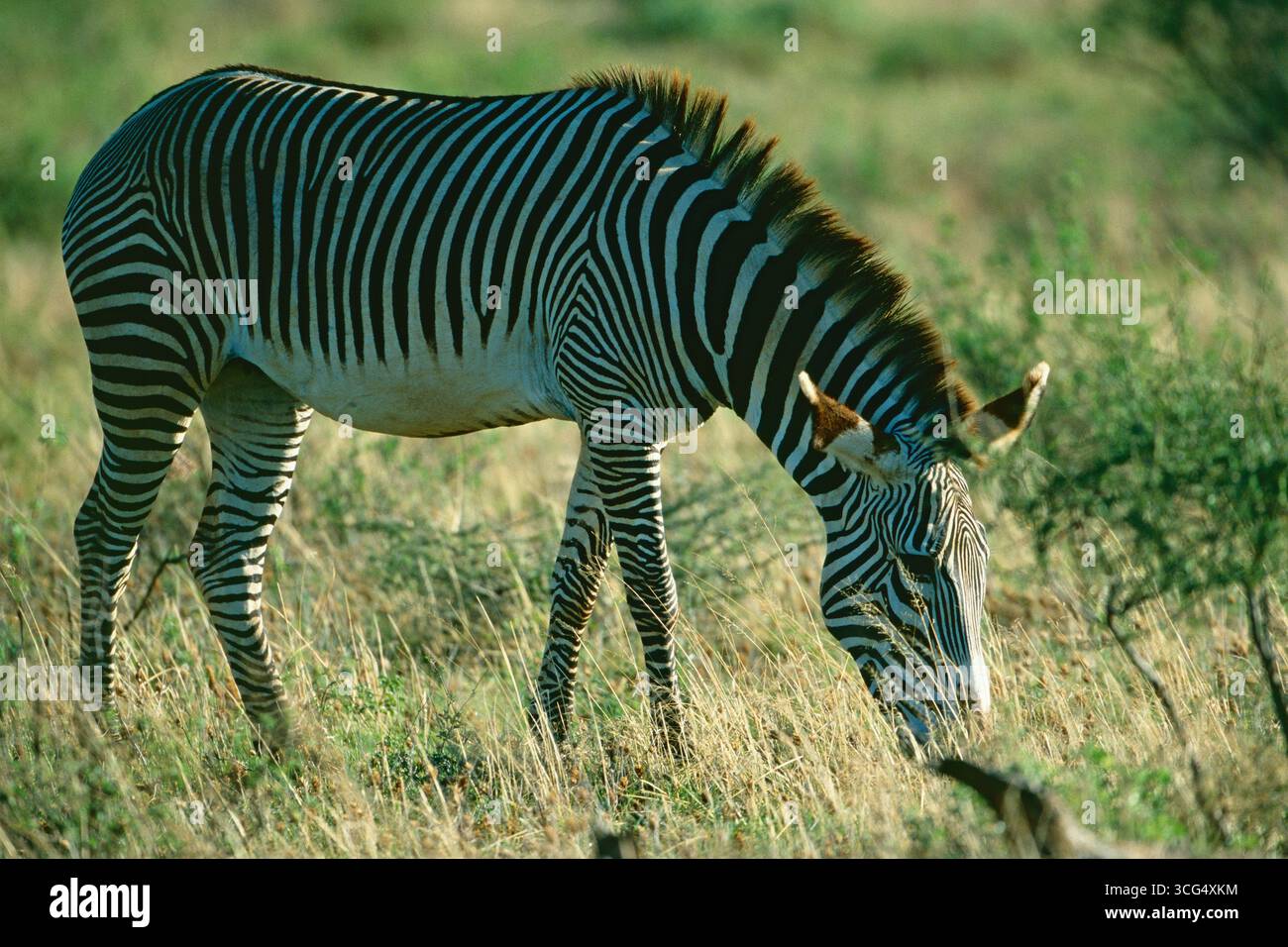 La zebra di Grevy Equus grevyi si nutre sulla prateria, nel Parco Nazionale di Samburu, Kenya Foto Stock