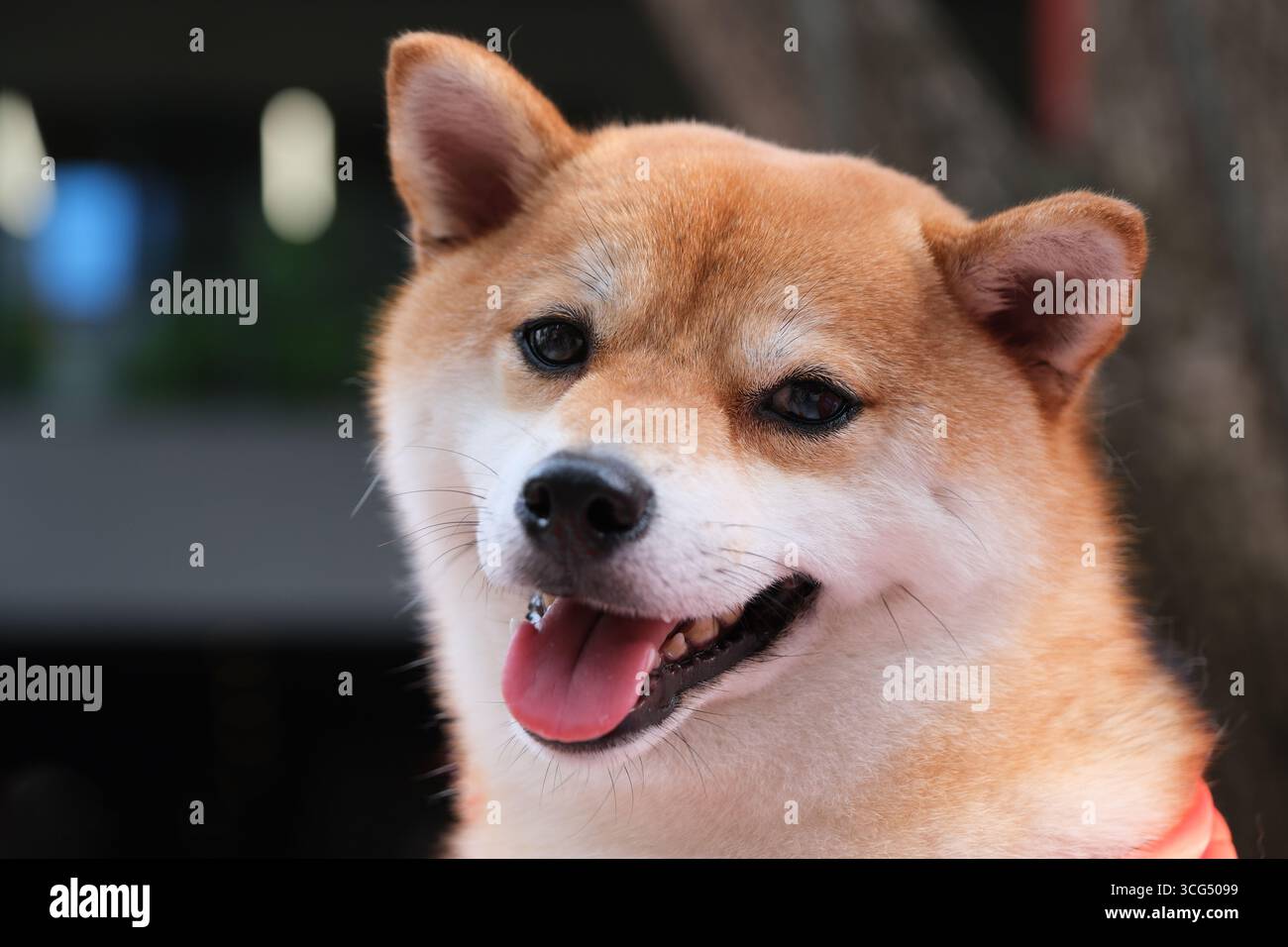 primo piano di un cane shiba inu che guarda la fotocamera Foto Stock