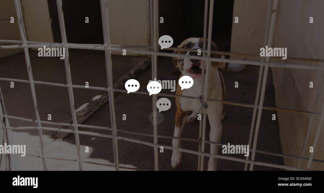 Cane bianco e marrone che si appoggia all'interno del rifugio, con catena a collare e giocattolo per corda Foto Stock