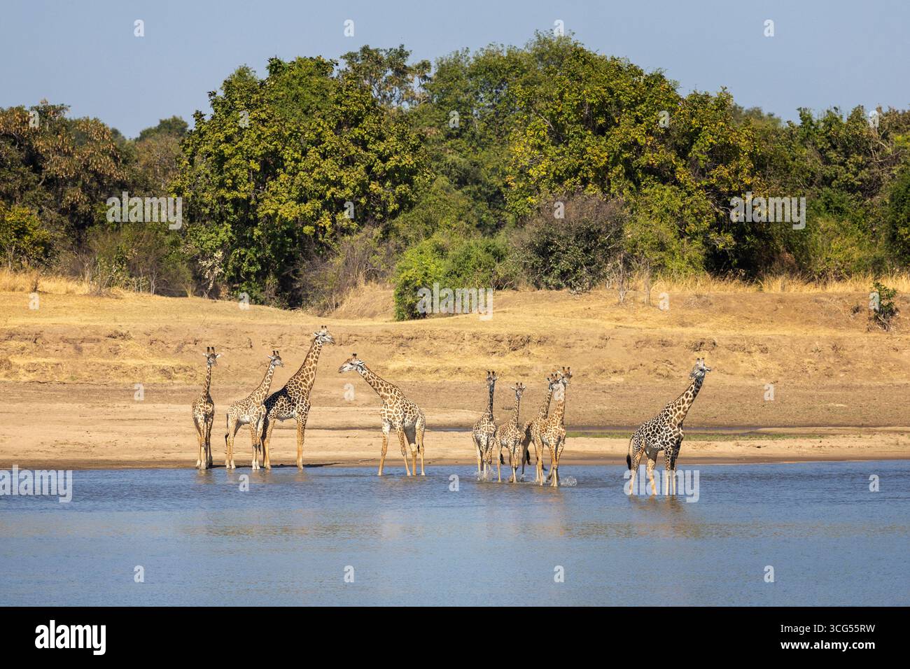 Nove giraffe attraversano il poco profondo fiume Luangwa - South Luangwa Nationalpark, Zambia, Africa meridionale. Foto Stock