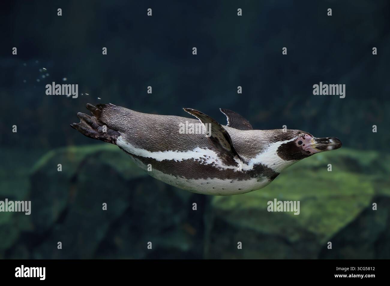 Pinguino Humboldt (Spheniscus humboldti), pinguino Humboldt, adulto, in acqua, nuoto, foraggio, prigioniero, costa del Pacifico, Cile, Sud America Foto Stock