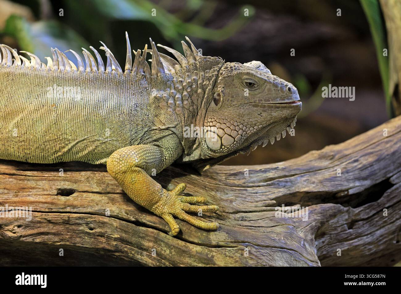 Iguana verde (iguana iguana), sull'albero, allerta, ritratto, Sud America, prigioniero Foto Stock