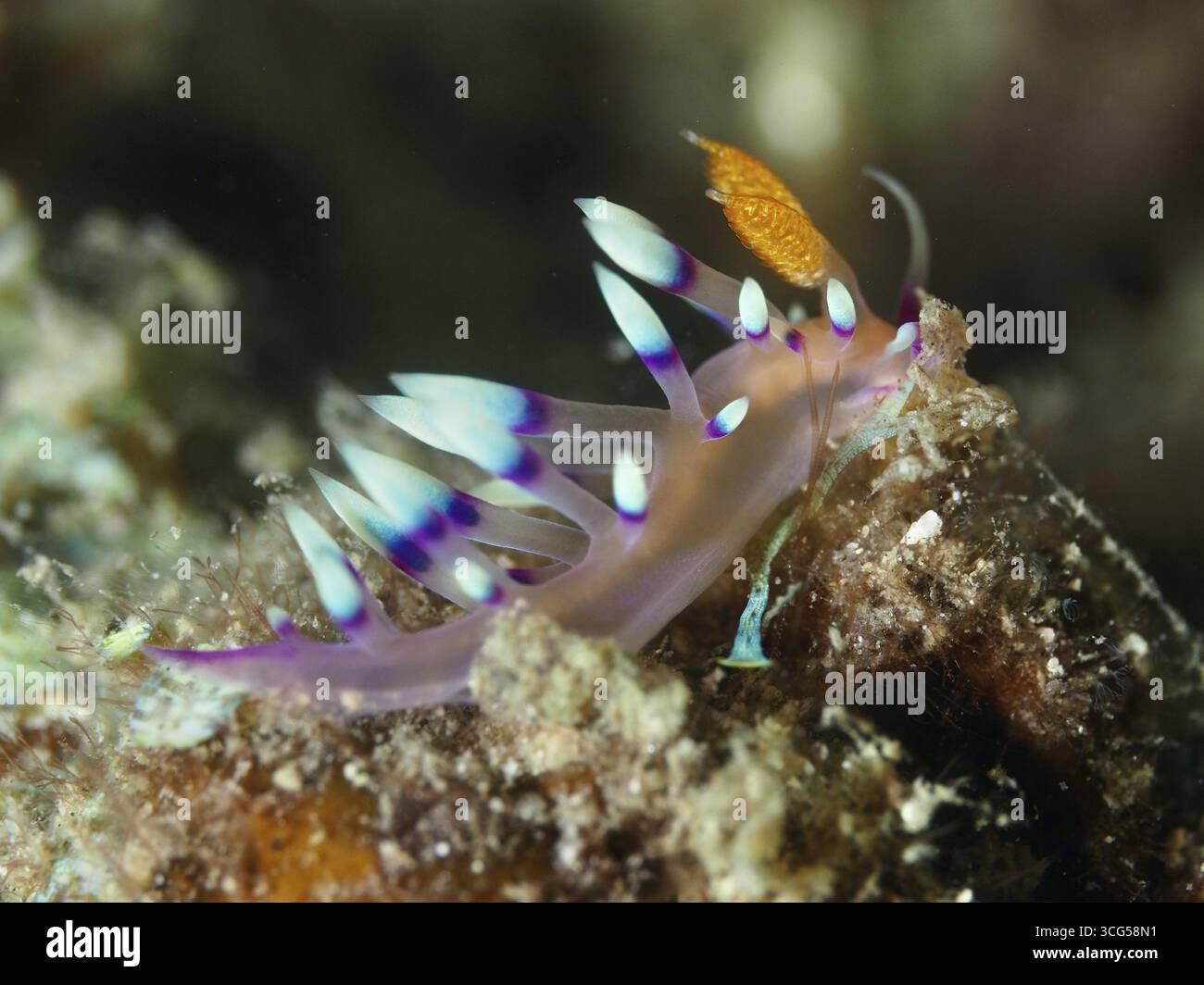 Colorata lumaca marina con spiccati tentacoli, Coryphellina dalla punta bianca, Flabellina exoptata (Coryphellina exoptata), su terreno roccioso. Pisolino nel sito di immersione Foto Stock