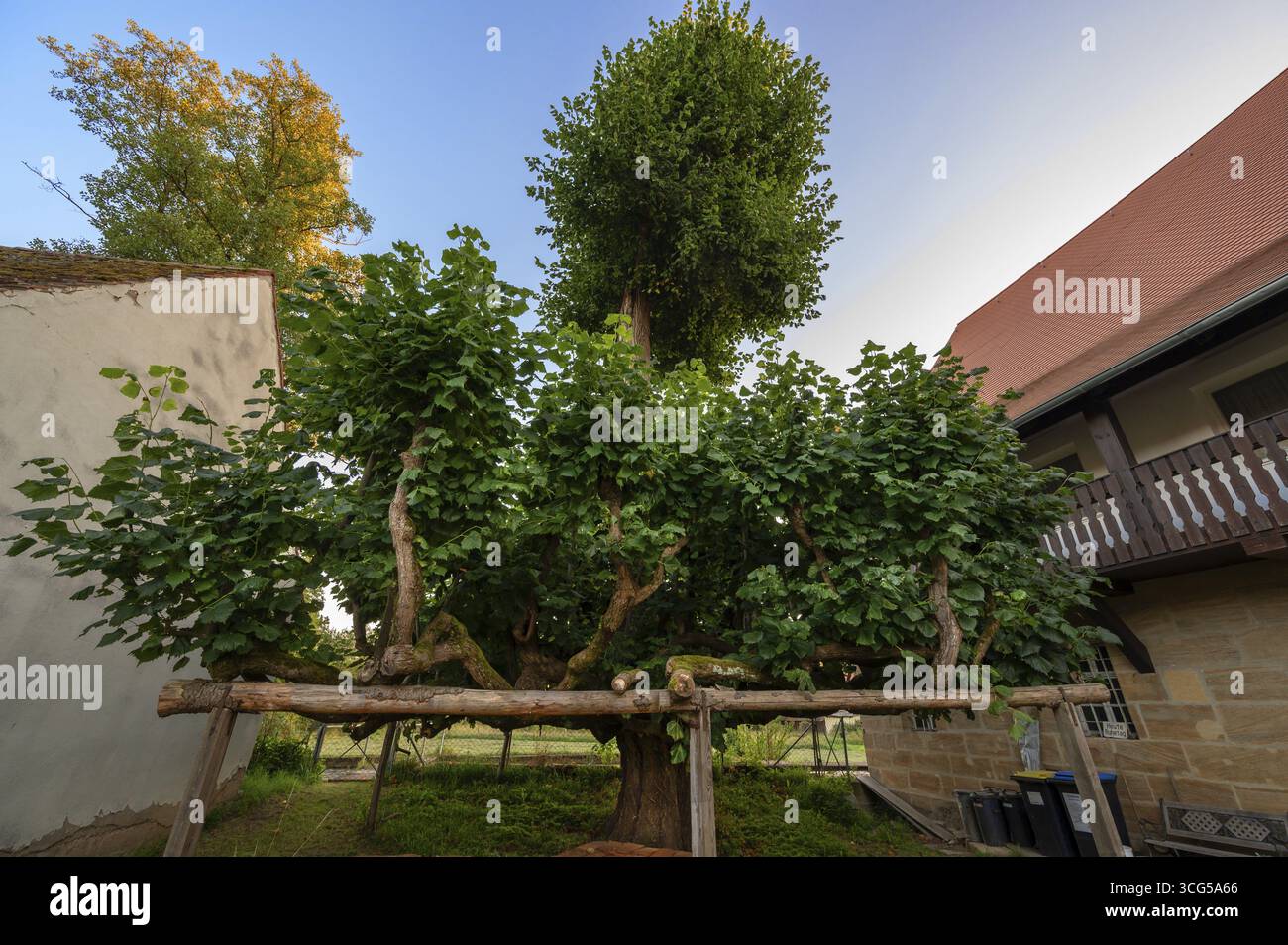 Antico tiglio danzante (Tilia), Steinbach, alta Franconia, Baviera, Germania Foto Stock