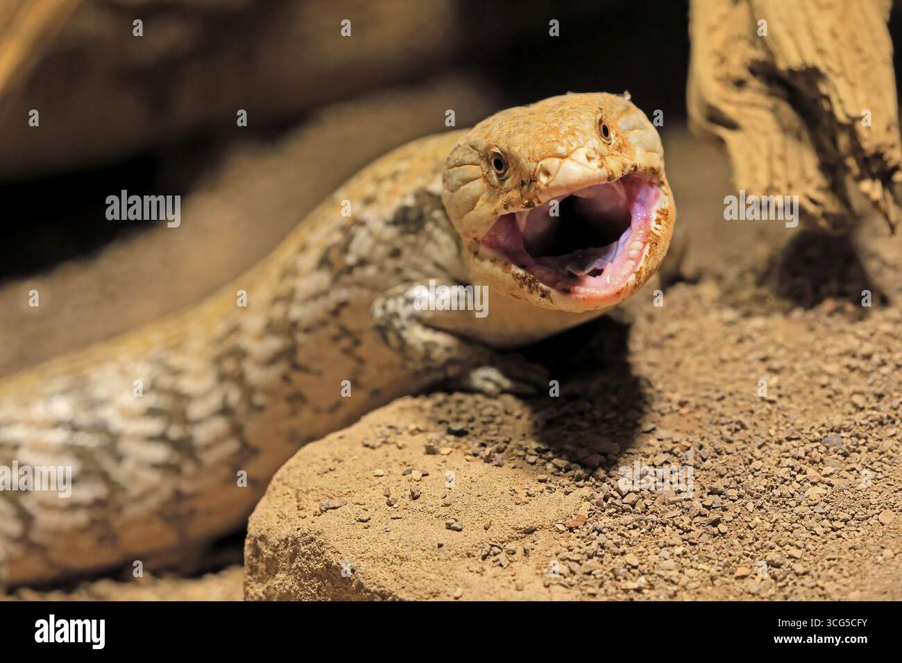 Skink tonguato blu (Tiliqua scincoides), adulto, a terra, minaccioso, ritratto, Australia, Germania Foto Stock