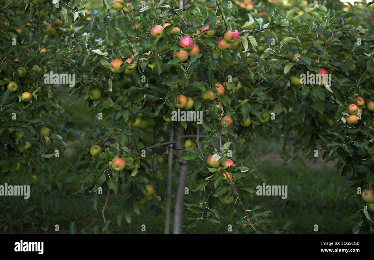 Varietà di mele Golden Delicious, meleto, frutteto, coltivazione di frutta, agricoltura, agroalimentare, Stoccarda, Baden-Wuerttemberg, Germania Foto Stock